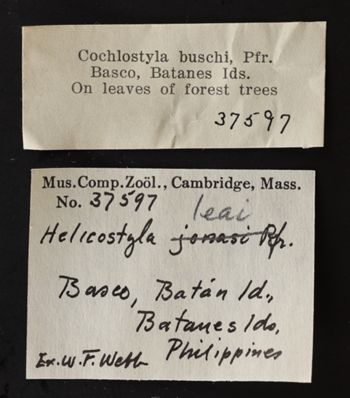 Media type: image;   Malacology 37597 Description: Specimen labels;